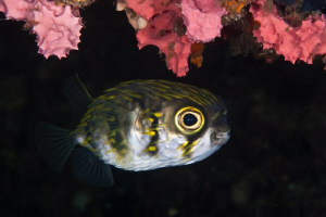 Western Australian Pufferfish.  The old Busselton Jetty. ... by Mick Tait 